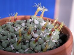 1 Conophytum truncatum - prev calitzdorpense.jpg