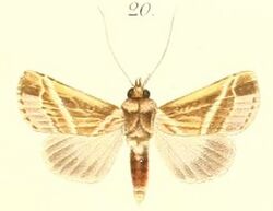 20-Heliothis albistriata=Risoba repugnans (Walker, 1856).JPG