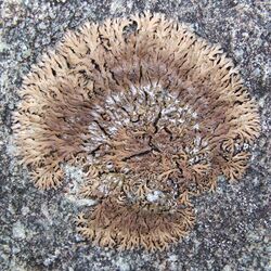 A lichen - Anaptychia runcinata - geograph.org.uk - 933120.jpg
