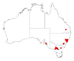 Acacia schinoidesDistMap793.png