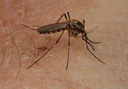 Aedes sticticus 121770951.jpg