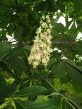 Aesculus turbinata 7.JPG