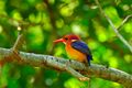 African Pygmy Kingfisher (Ispidina picta) (33161482716).jpg