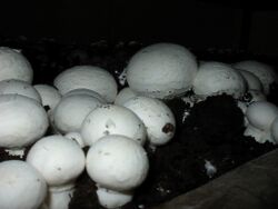 Agaricus bisporus mushroom.jpg