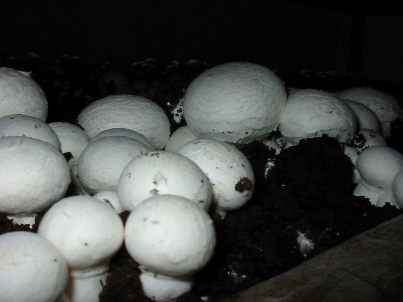 File:Agaricus bisporus mushroom.jpg