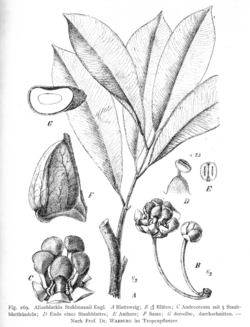 Allanblackia stuhlmannii (Clusiaceae).png