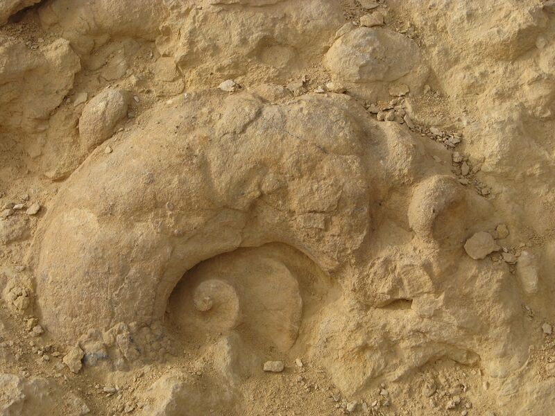 File:Ammonite-wall2.jpg