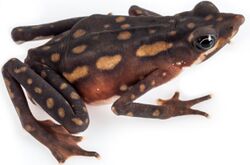 Atelopus longirostris female.jpg