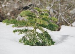 Baby whitefir.jpg