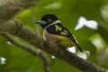 Black-and-Yellow Broadbill - Thailand H8O6740.jpg