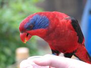 A red parrot with blue cheeks extending to the eyes, black eye-spots and wings