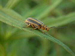 Boreal Goldenrod Leaf Beetle (Trirhabda borealis) - Guelph, Ontario 2013-07-16.jpg