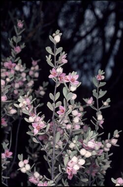 Boronia ternata.jpg