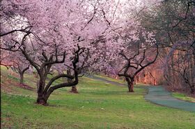 Branchbrook Park.jpg