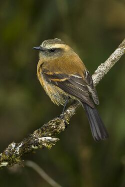 Brown-backed Chat-Tyrant - Colombia S4E1525.jpg
