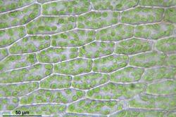 Bryum elegans (a, 143612-472509) 9932.JPG