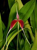 Bulbophyllum maxillare Orchi 045.jpg