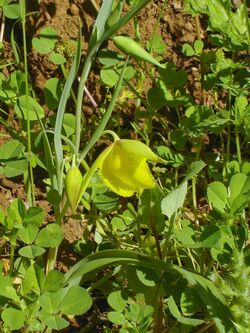 Calochortus pulchellus.jpg