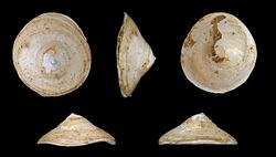 Calyptraea chinensis fossil 01.JPG