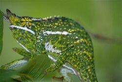 Canopy Chameleon (Furcifer willsii) (9648245322).jpg