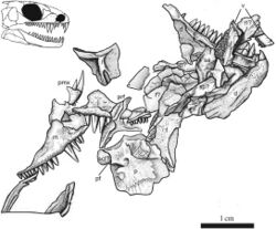 Carbonodraco holotype diagram.jpg