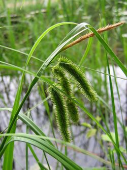 Carex pseudocyperus.jpeg