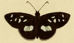 Carystus phorcus.JPG