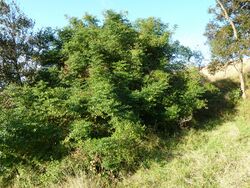 Cassinopsis ilicifolia, habitus, c, Louwsburg.jpg
