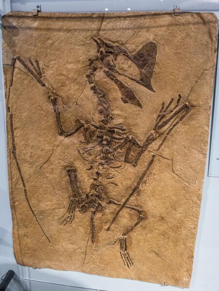 File:Cast of Tapejara wellnhoferi - Pterosaurs Flight in the Age of Dinosaurs.jpg