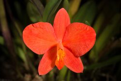 Cattleya coccinea '1980s' Lindl., Edwards's Bot. Reg. 22 t. 1919 (1836) (46224838001).jpg