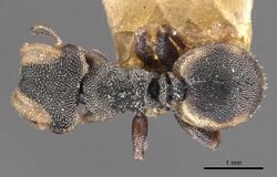 Cephalotes goeldii.jpg