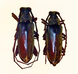 Cerambycidae - Neoplocaederus fucatus.JPG