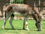 Chile Donkey.jpg