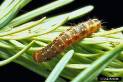 Choristoneura fumiferana larva.jpg