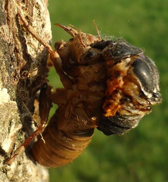 File:Cicada climbing out of its exoskeleton while attached to tree.jpg