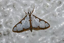 Cirrhochrista aff. brizoalis (Crambidae Pyraustinae).jpg