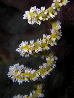 Cirripathes sp (Spiral Wire Coral).jpg
