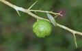 Citrus australis round fruit.jpg