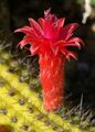 Cleistocactus samaipatanus 3.jpg