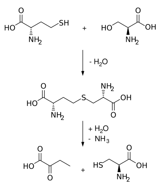 File:Cysteine biosynthesis unlabeled.svg