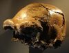 Daka homo erectus calvaria.jpg