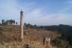 Deforested-03773.JPG