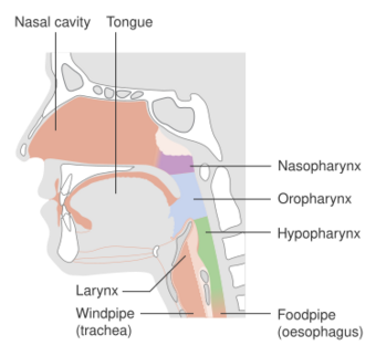 Diagram showing the parts of the pharynx CRUK 334.svg