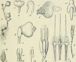 Die Pflanzenwelt Afrikas, insbesondere seiner tropischen Gebiete - Grundzge der Pflanzenverbreitung im Afrika und die Charakterpflanzen Afrikas (1910) (20752542508).jpg