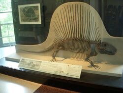 Dimetrodon limbatus AMNH 4636.JPG