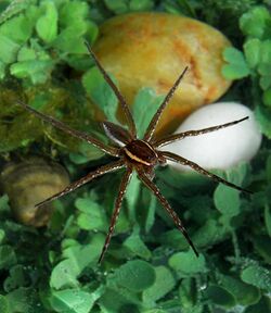 Dolomedes triton Standing on the Water - June 2011.jpg