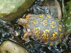 Eastern Box Turtle Pond.JPG