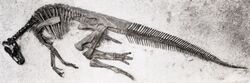 Edmontosaurus annectens specimen.jpg