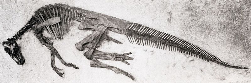 File:Edmontosaurus annectens specimen.jpg