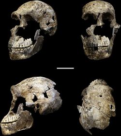 Elife-24232-fig5-v1 LES1 cranium (Homo naledi).jpg